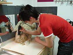 salon